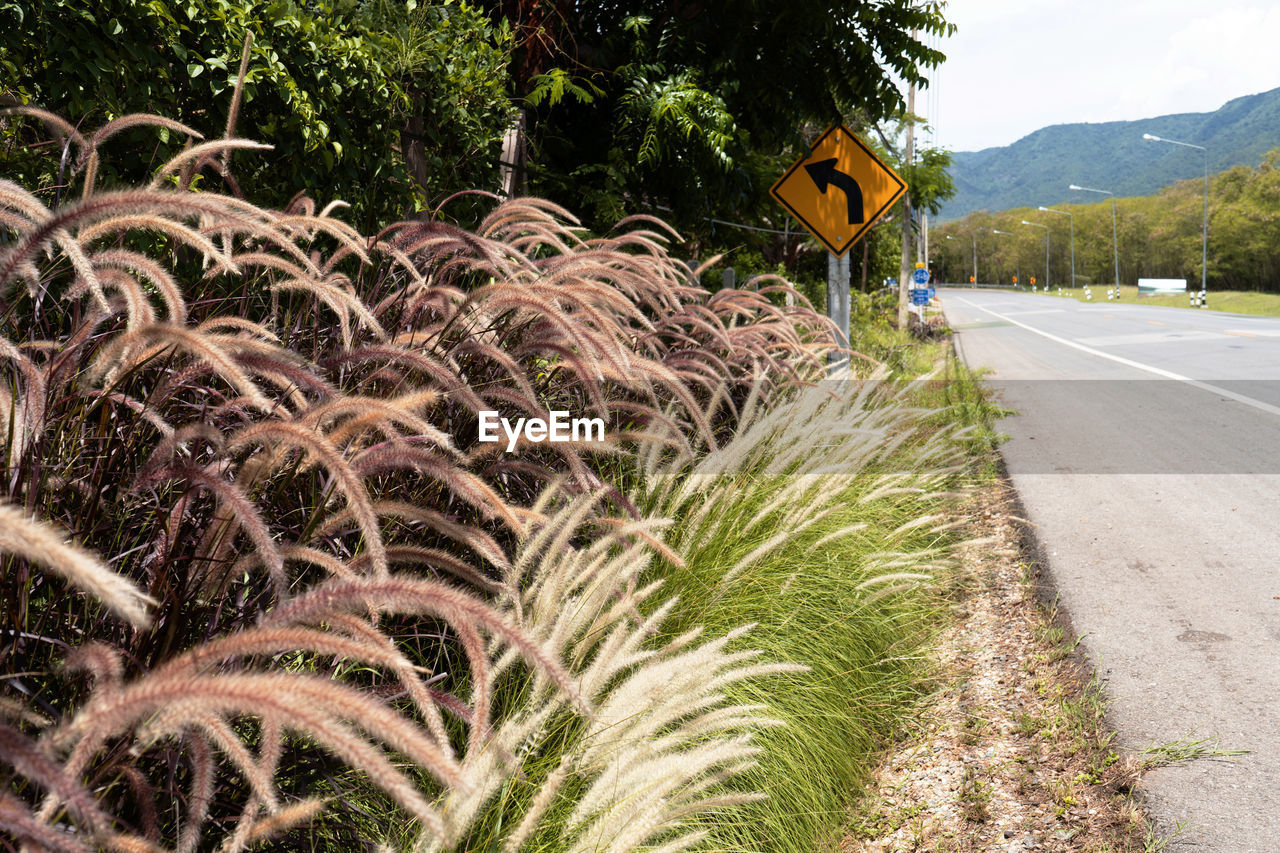 ROAD SIGN BY TREES ON STREET