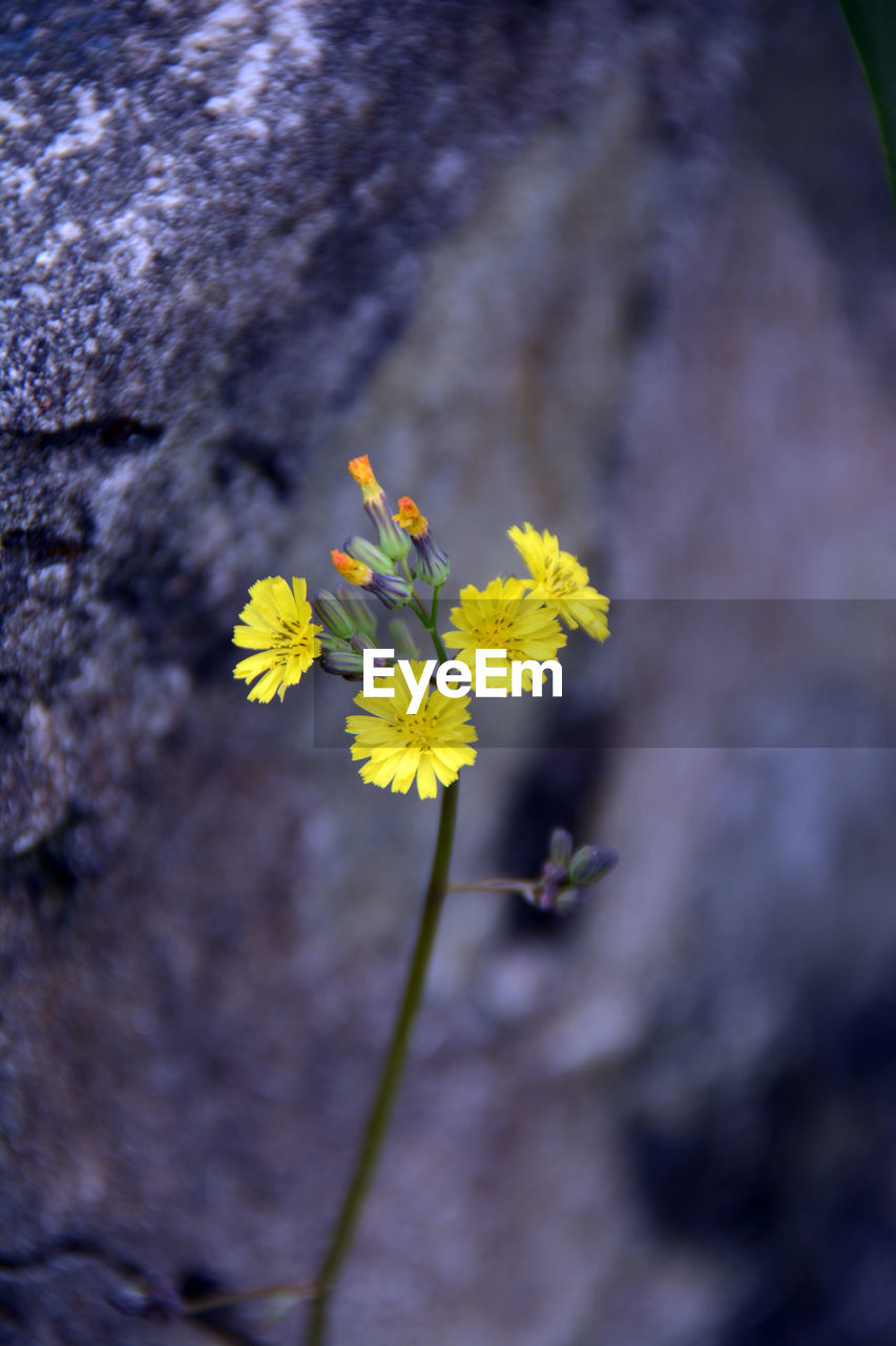 Close-up of yellow flowering plant