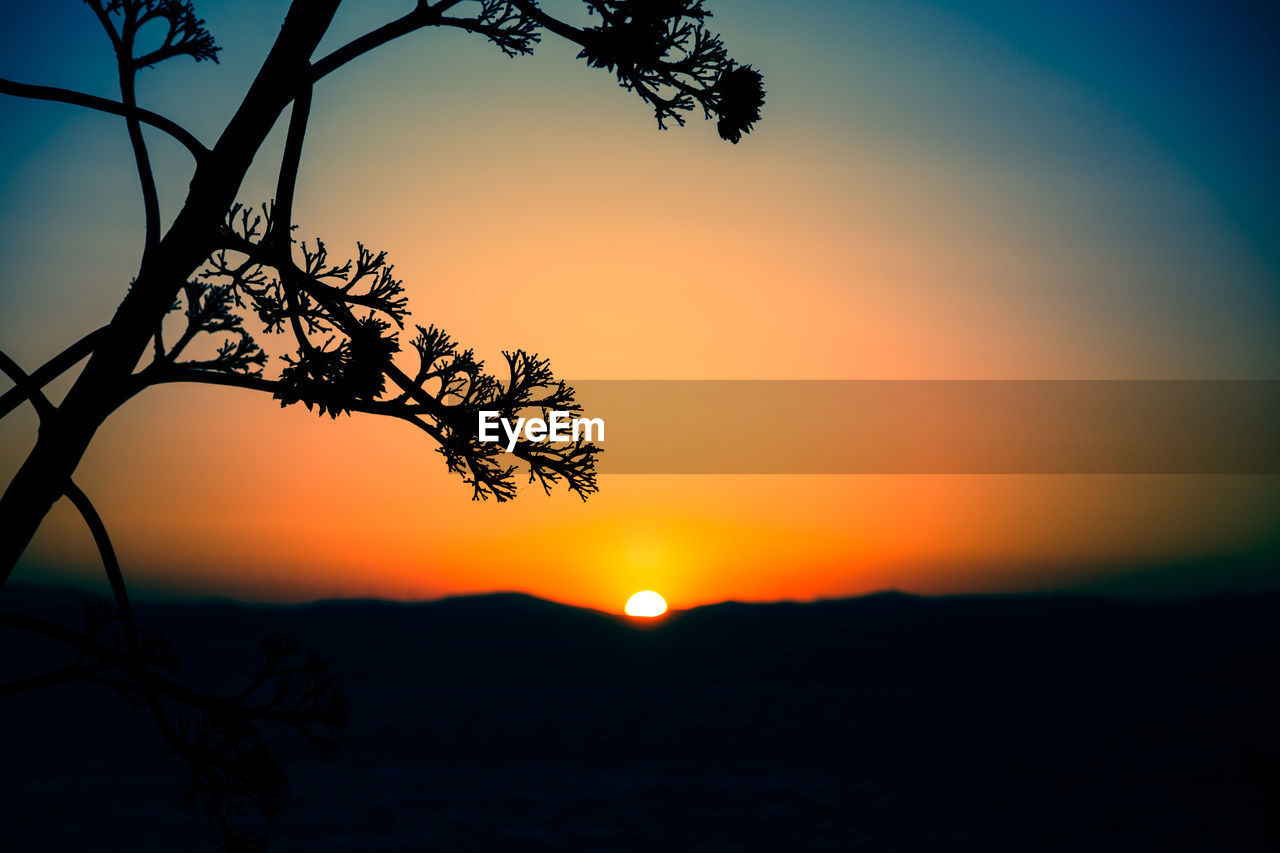 SILHOUETTE TREE AT SUNSET