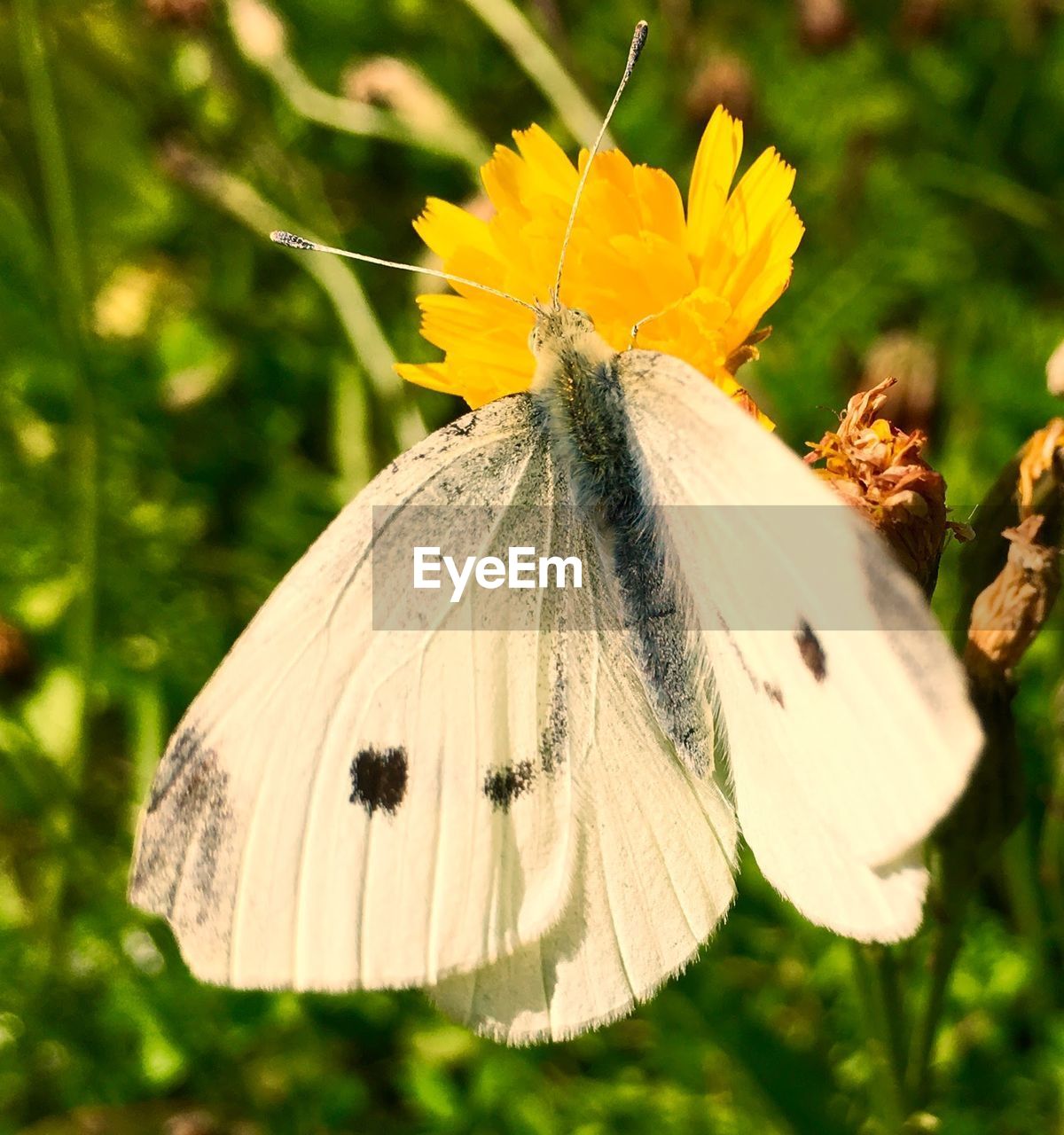 CLOSE-UP OF BUTTERFLY ON FLOWER