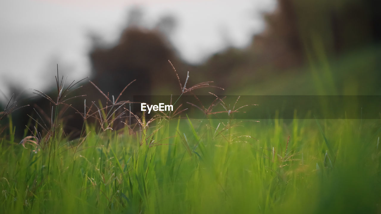 CLOSE-UP OF GRASS IN FIELD