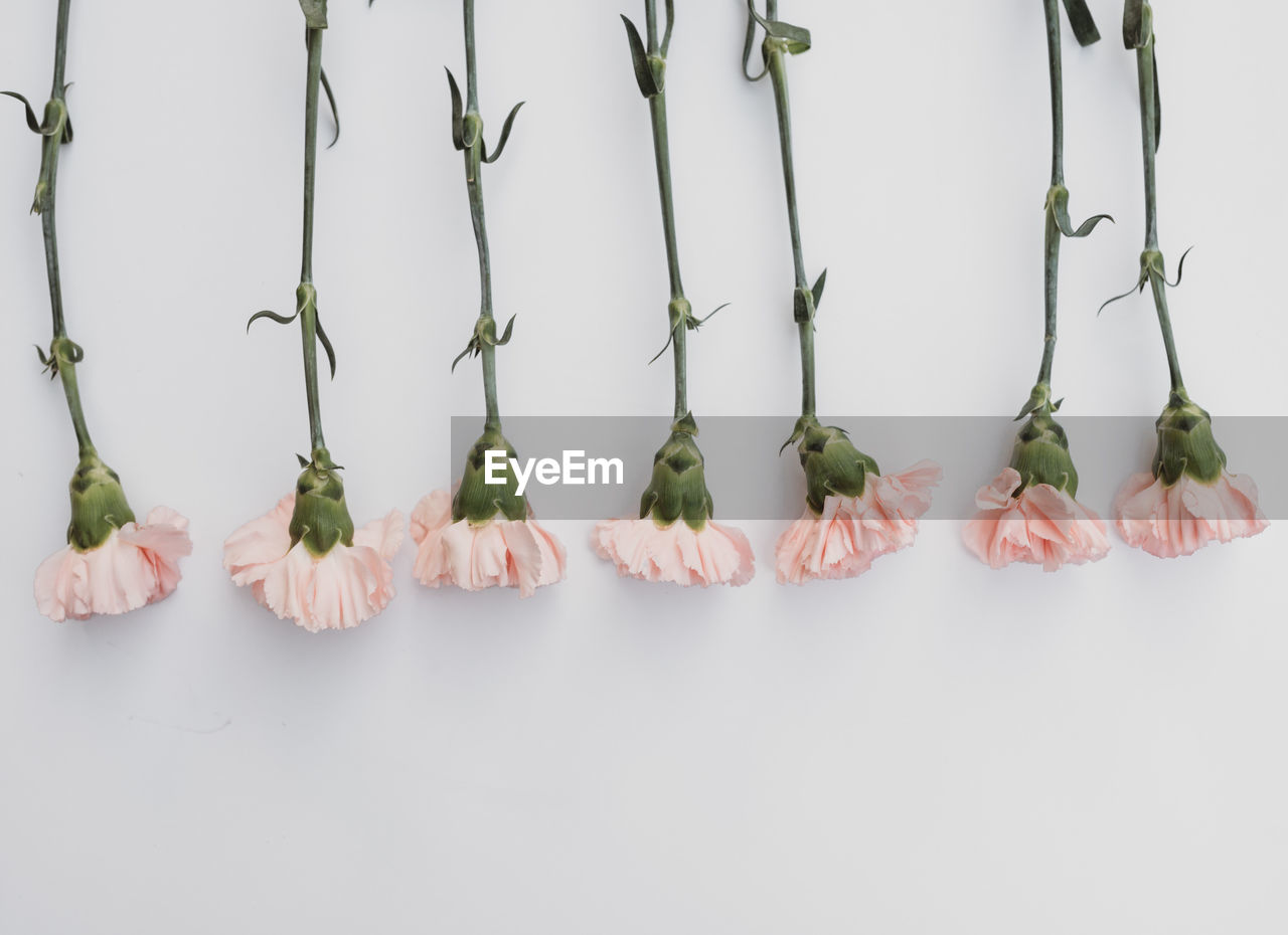 Flatlay with pink carnation flowers