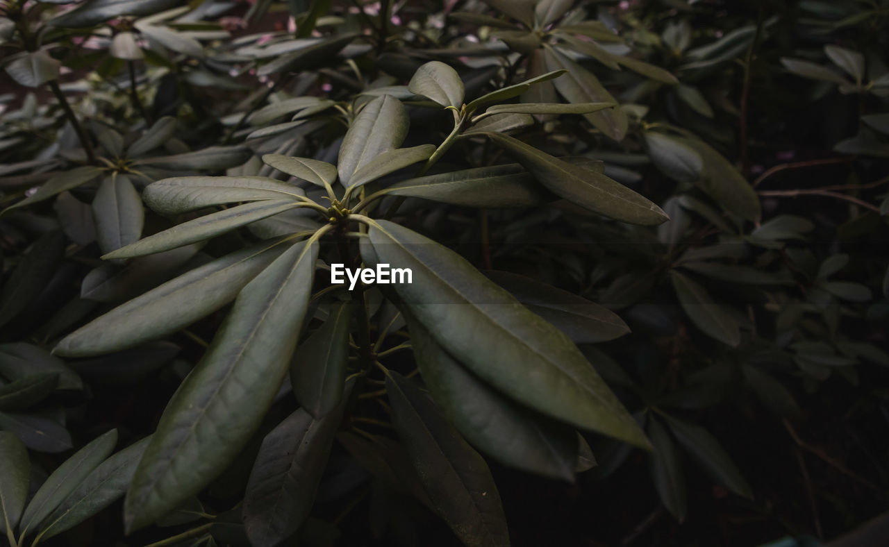 High angle view of plant leaves