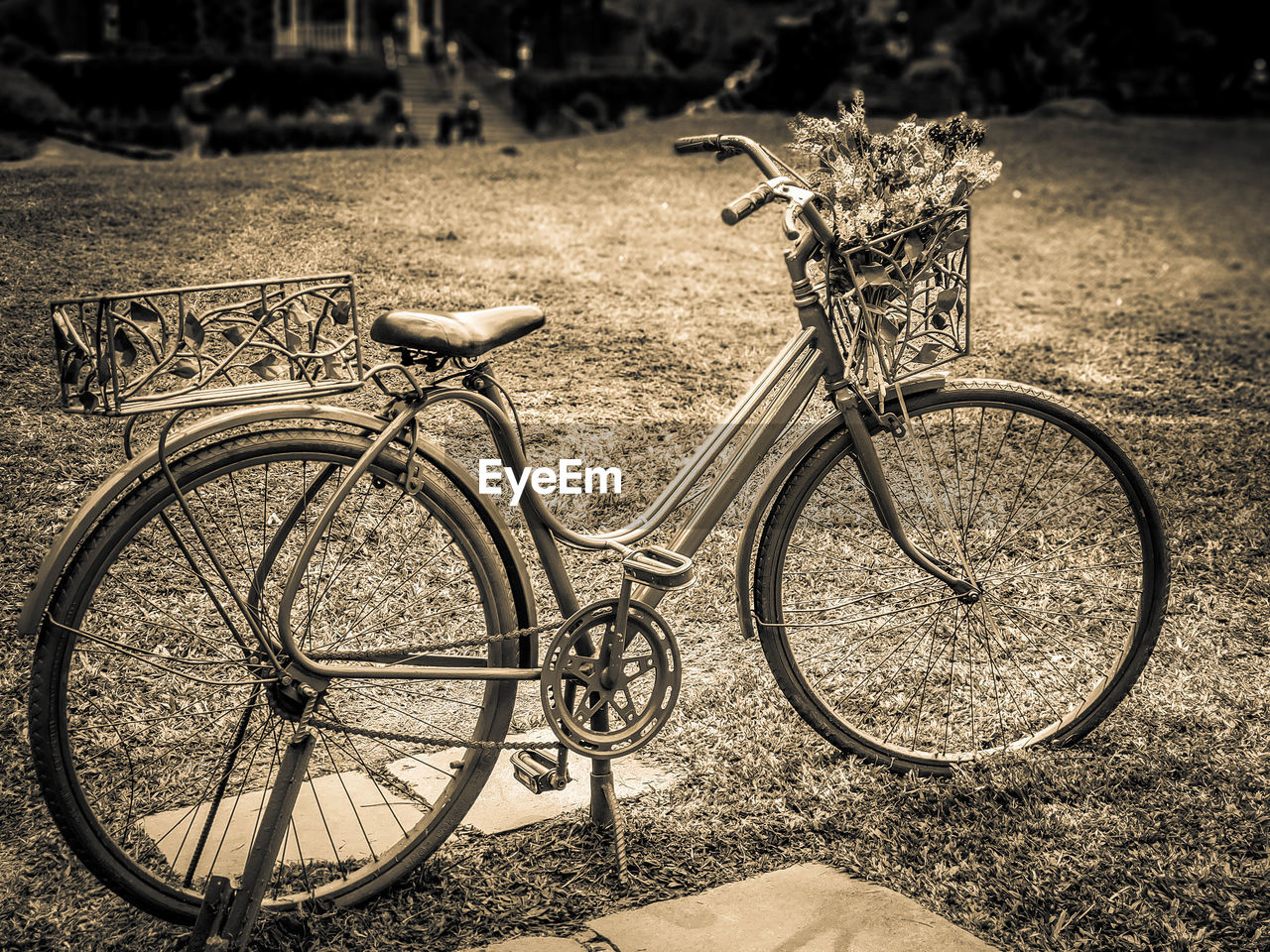 Bike in the garden Bike Garden Garden Photography Flower Lavanda Flower Sepia Photography Sepia_collection Lowlight Bicycle Architecture Art Iron - Metal Vintage Vintage Photo Vintage Style No People EyeEm Best Shots EyeEm Selects Sepia Toned Art And Craft Your Archive: Black & White