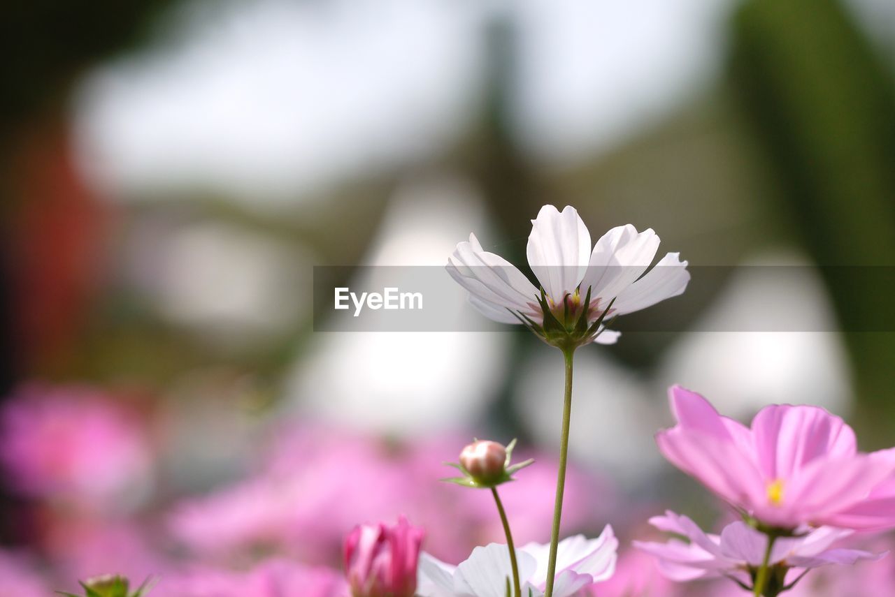 Close-up of pink flowering plant