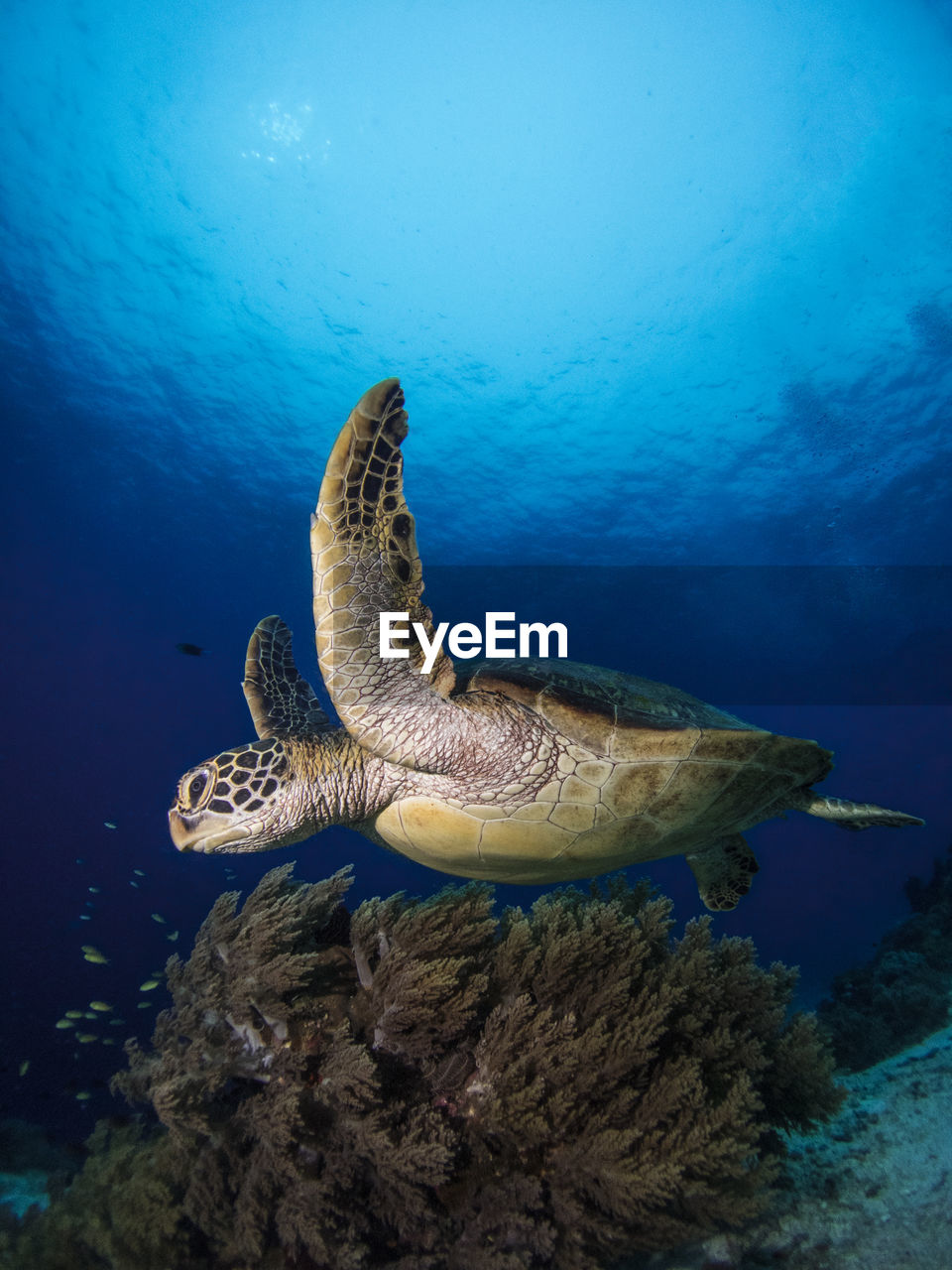 Close-up of turtle swimming in sea