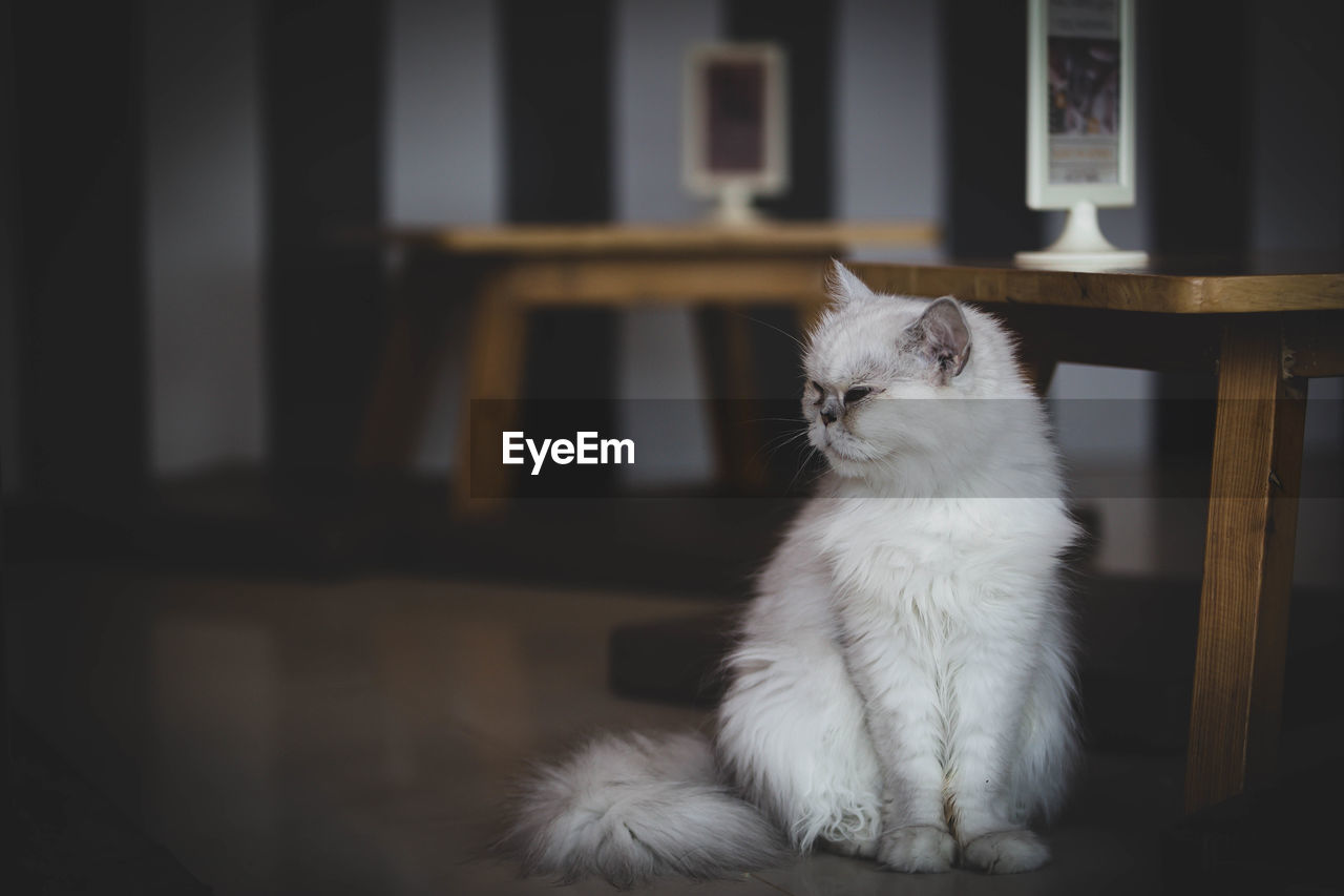 Cat looking away while sitting in a house