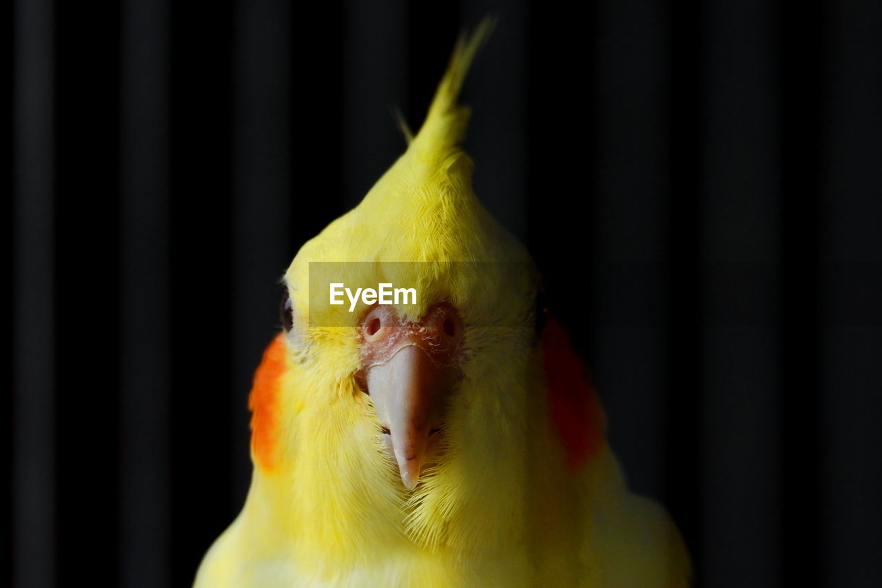 Close-up of a parrot in cage