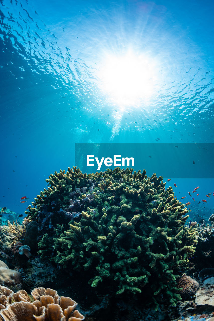 Low angle view of coral in sea