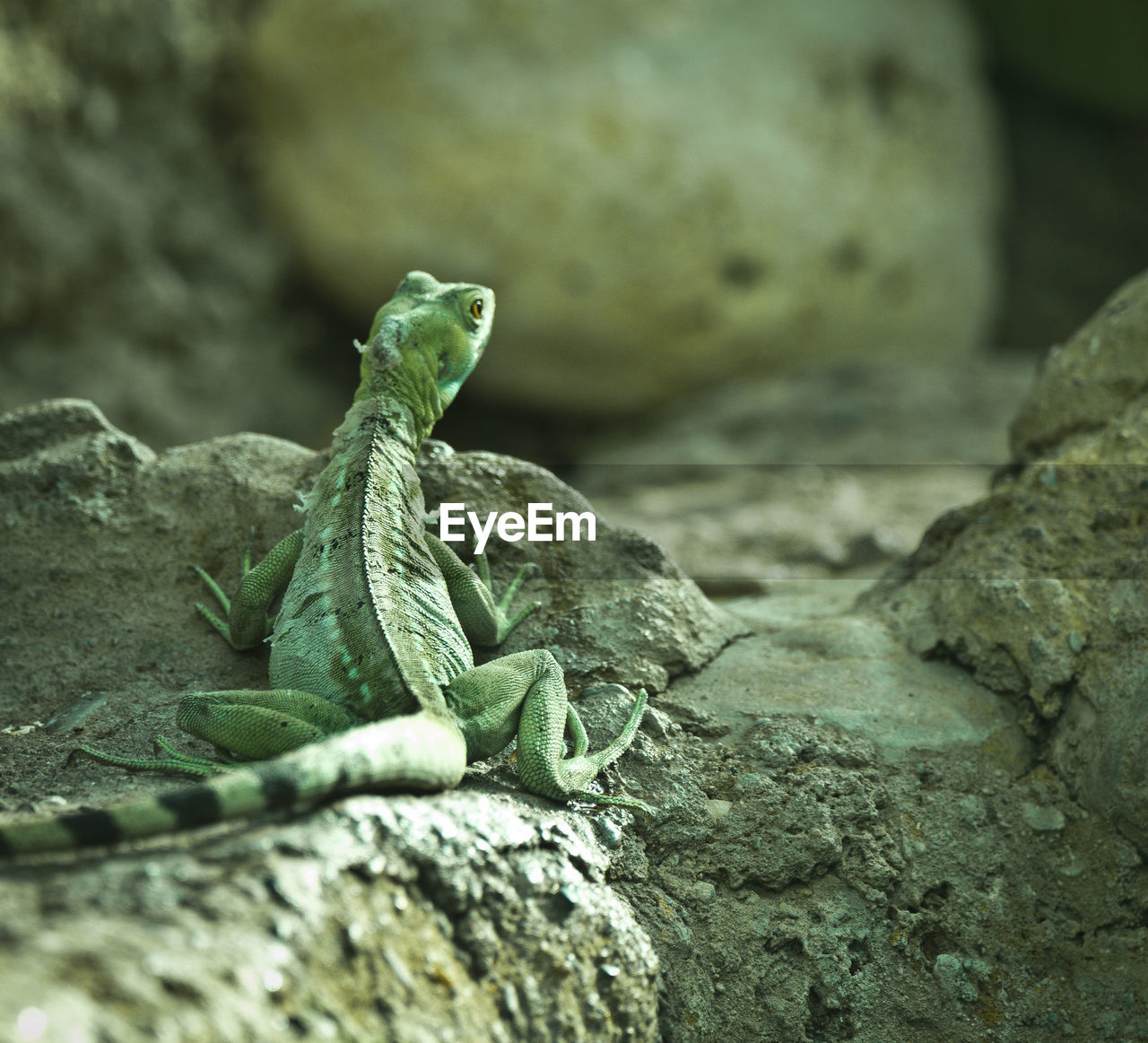 CLOSE-UP OF LIZARD