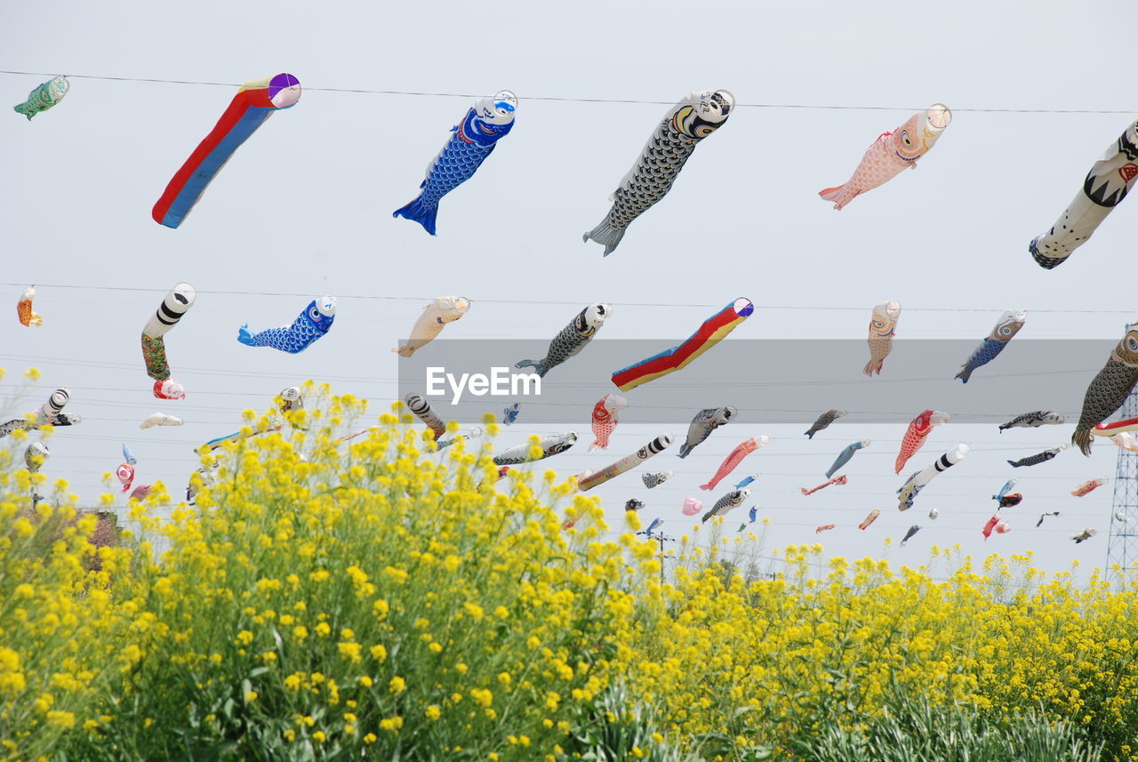 Low angle view of flowers against sky