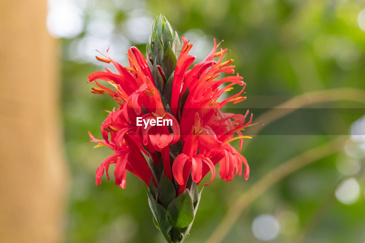 Close up of a cardinals guard flower