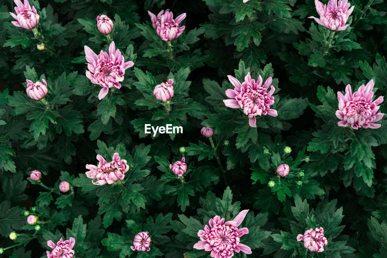 Close-up of pink flowering plants