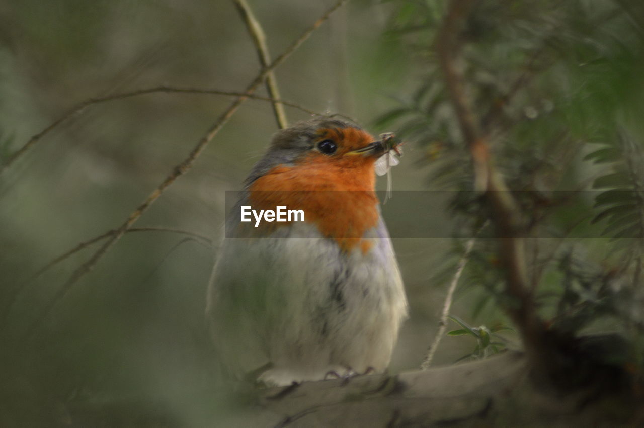 BIRD PERCHING ON A BRANCH