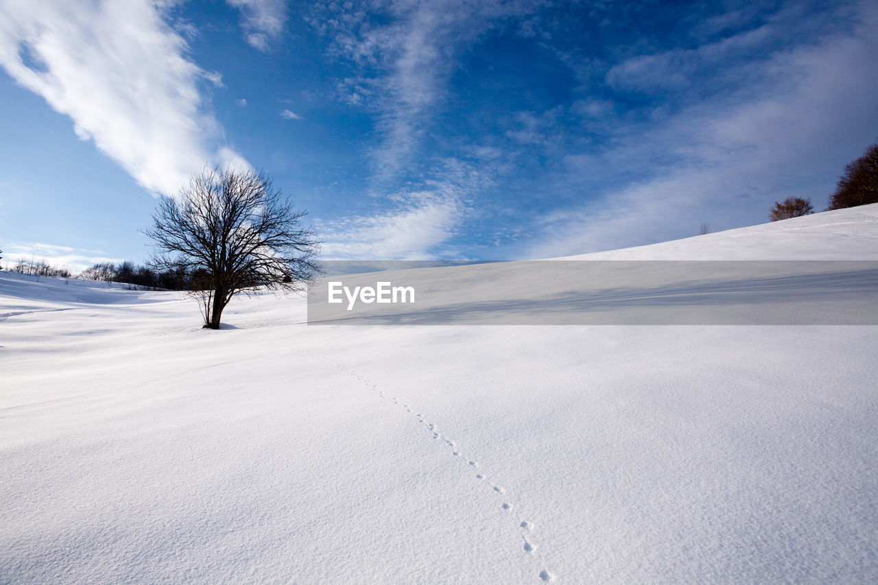 snow, cold temperature, winter, landscape, environment, tree, sky, scenics - nature, nature, beauty in nature, cloud, land, plant, blue, frozen, forest, white, mountain, tranquil scene, coniferous tree, ice, tranquility, pine tree, non-urban scene, rural scene, sunlight, mountain range, pinaceae, woodland, pine woodland, piste, polar climate, horizon over land, no people, outdoors, travel destinations, travel, idyllic, sun, loneliness, snowcapped mountain, wilderness, day, cloudscape, remote, frost, evergreen tree, horizon, spruce tree, deep snow