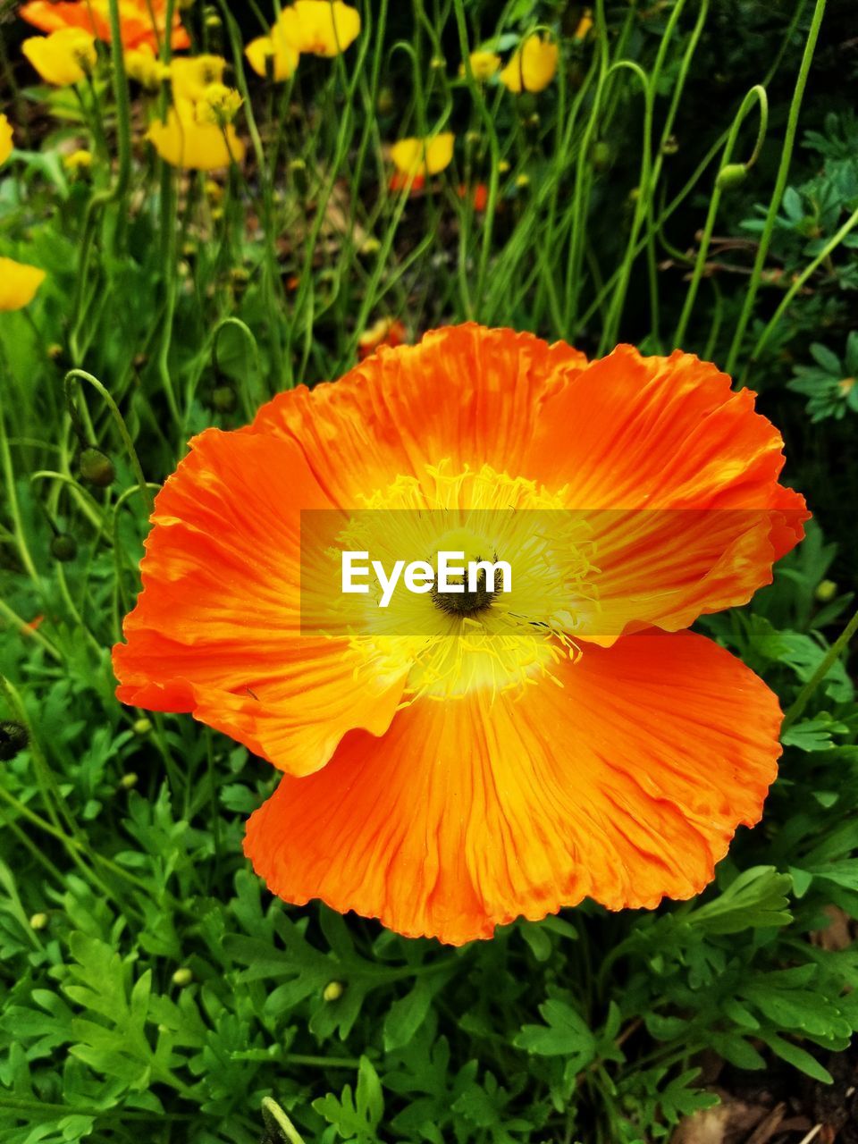 CLOSE-UP OF ORANGE POPPY BLOOMING IN GRASS