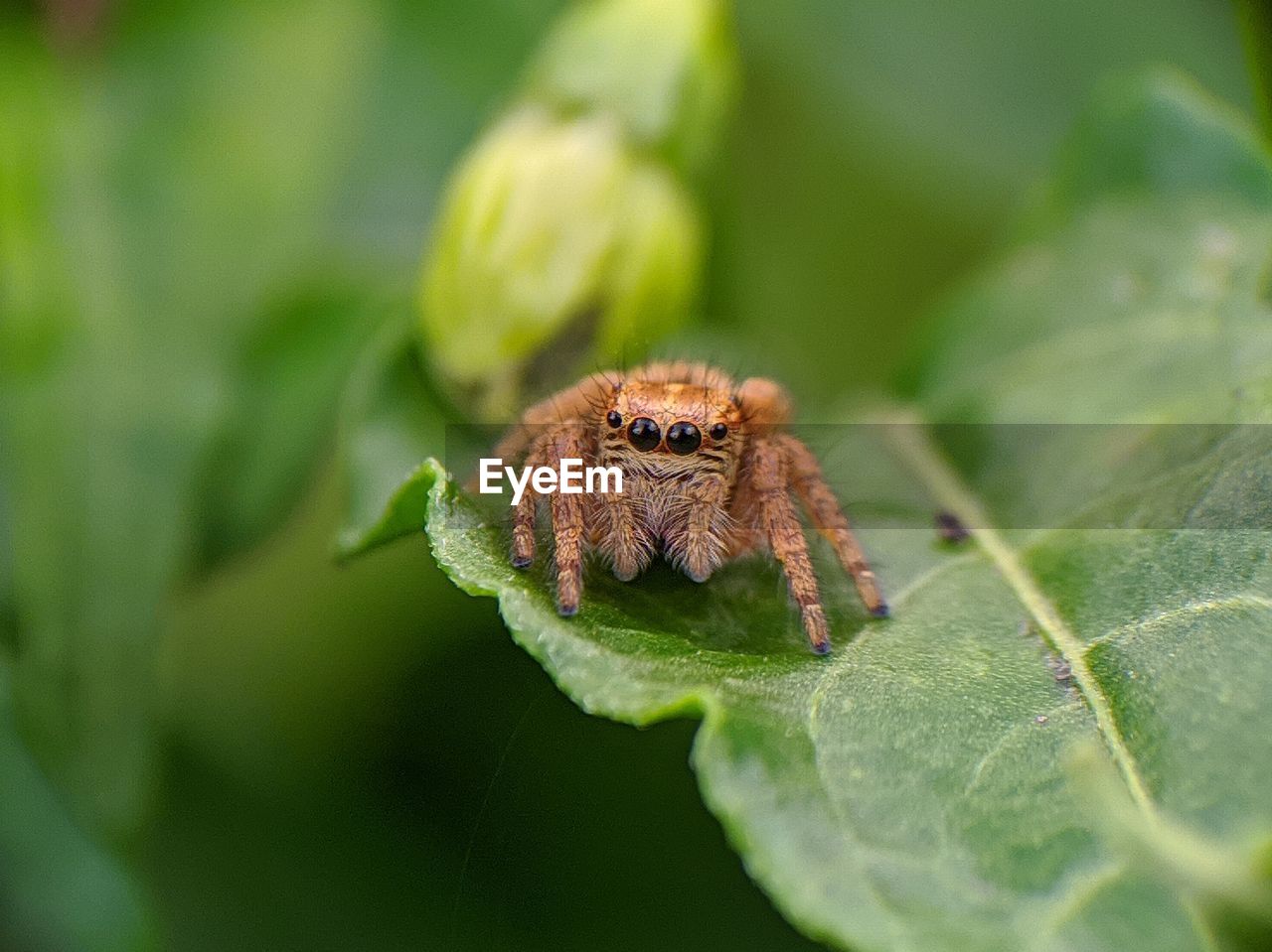CLOSE-UP OF SPIDER ON A PLANT
