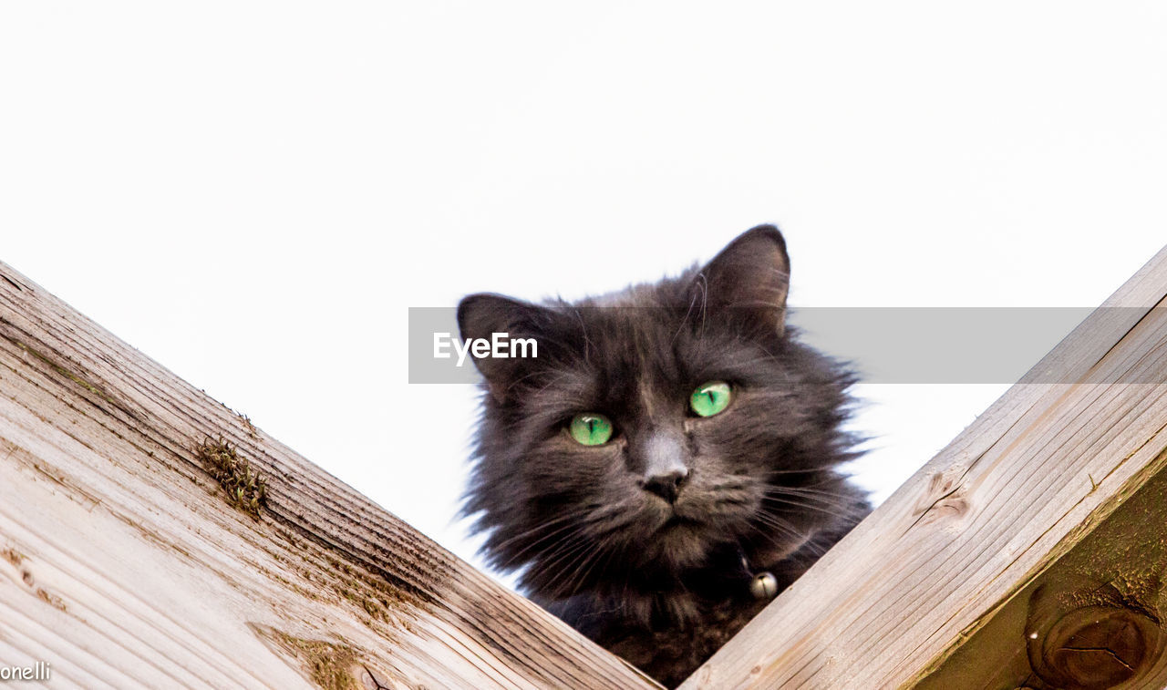 LOW ANGLE VIEW PORTRAIT OF CAT