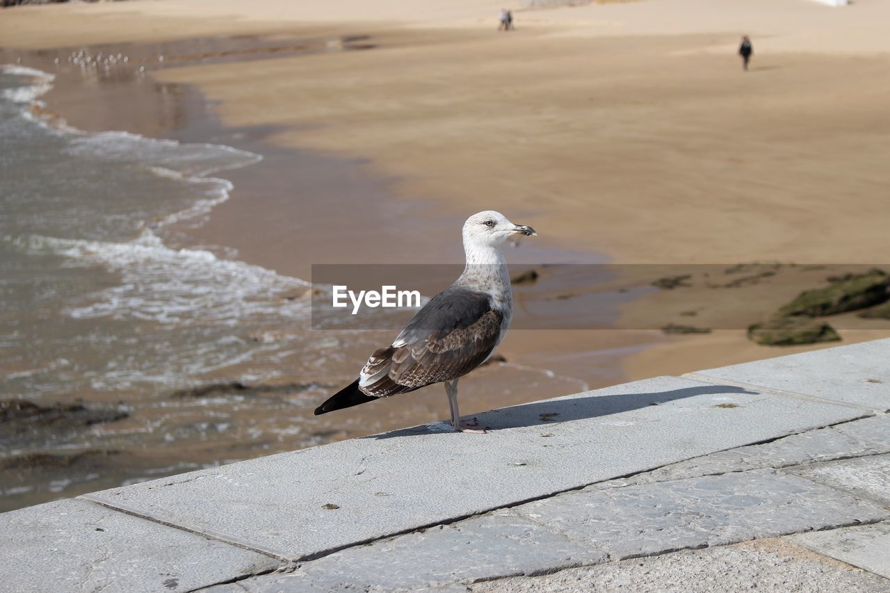 Seagull perching on retaining wall against beach