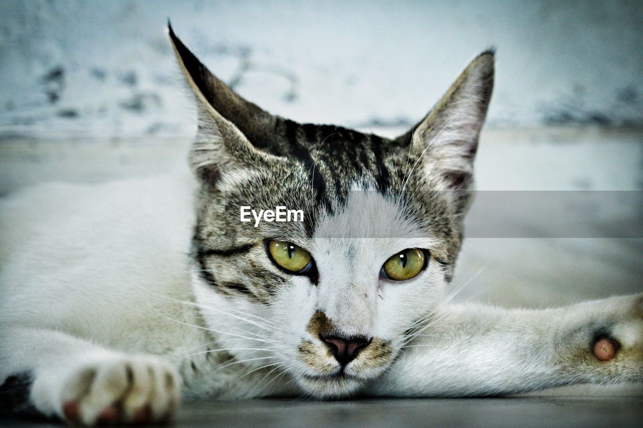 Close-up portrait of tabby cat