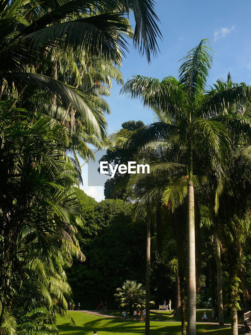 LOW ANGLE VIEW OF TREES