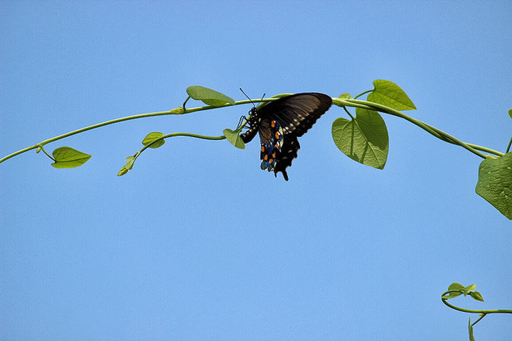 LOW ANGLE VIEW OF INSECT ON LEAF AGAINST SKY