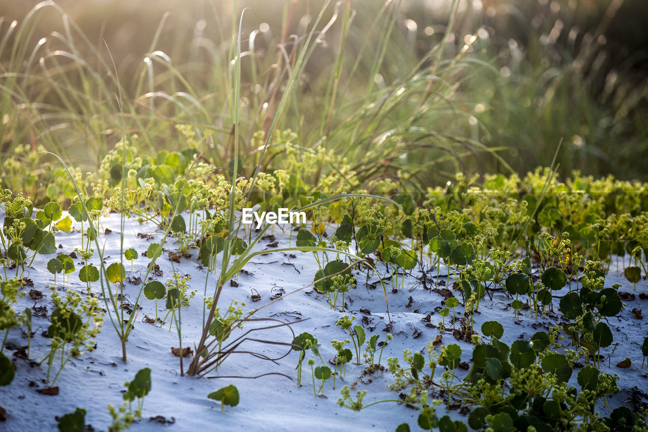 Green plants on white sand