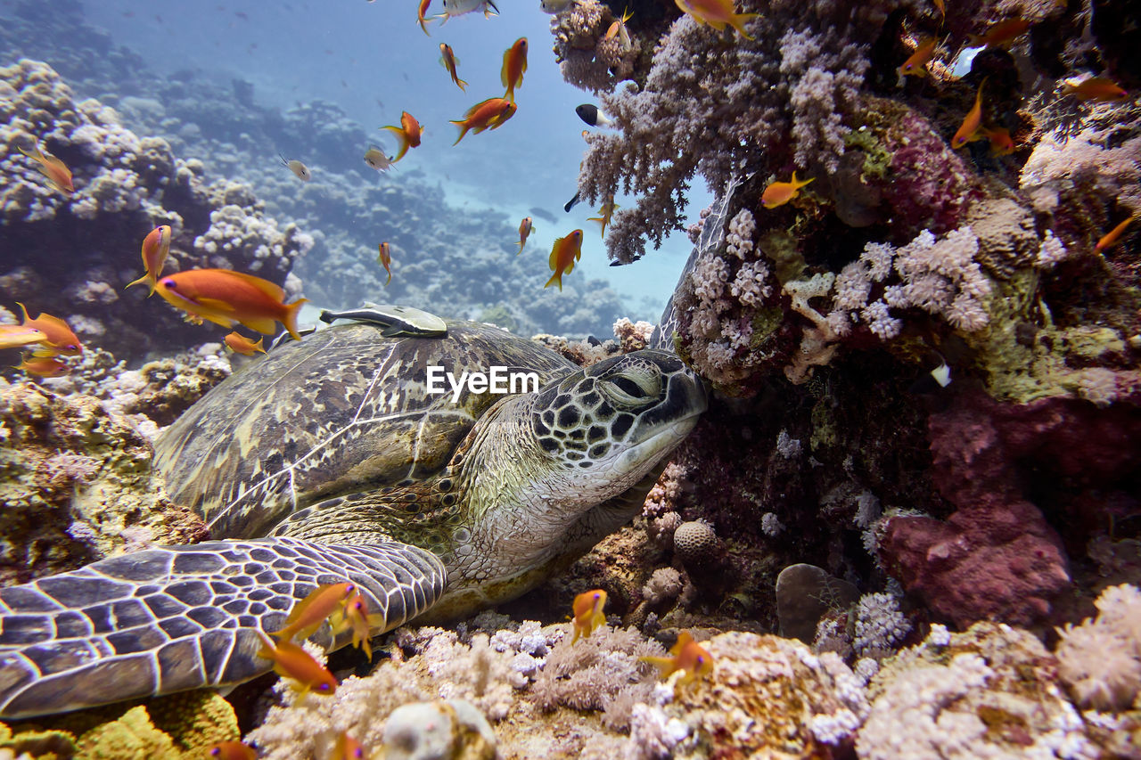 Close-up of turtle relaxing on the reef