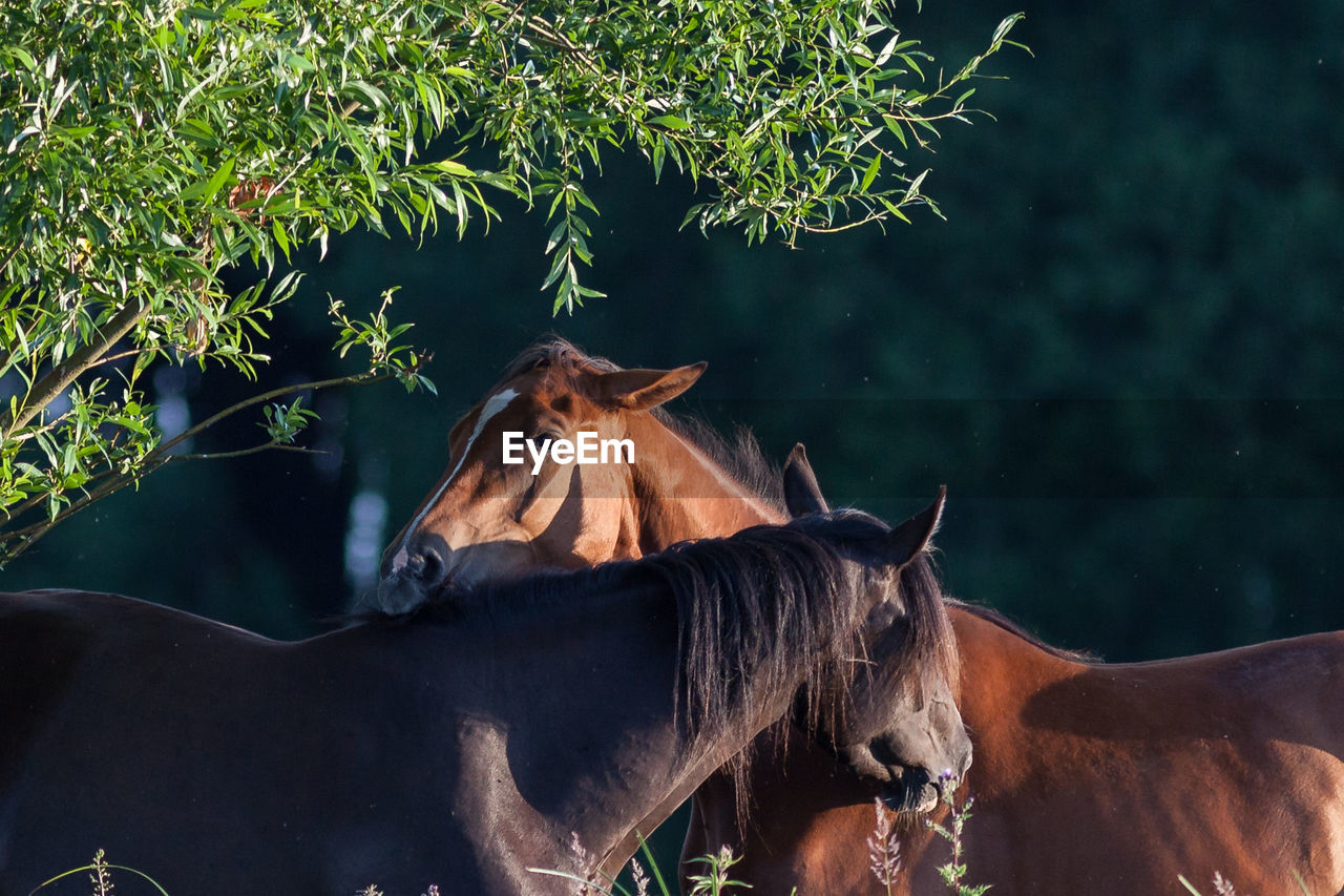 HORSES STANDING BY TREE