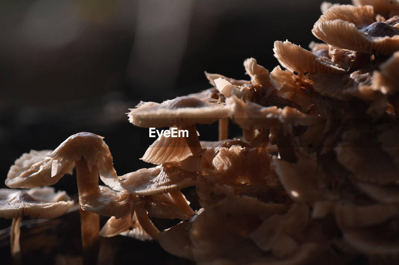 Close-up of mushrooms