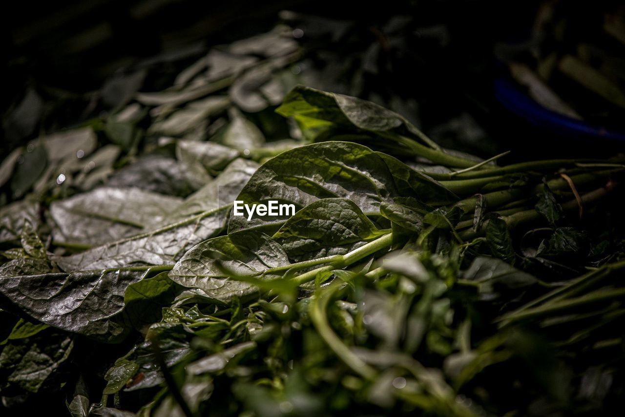 Close-up of fresh green leaves