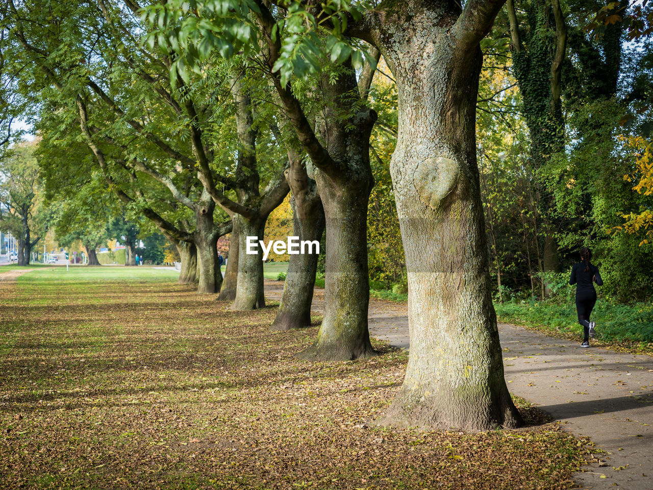 Trees in park