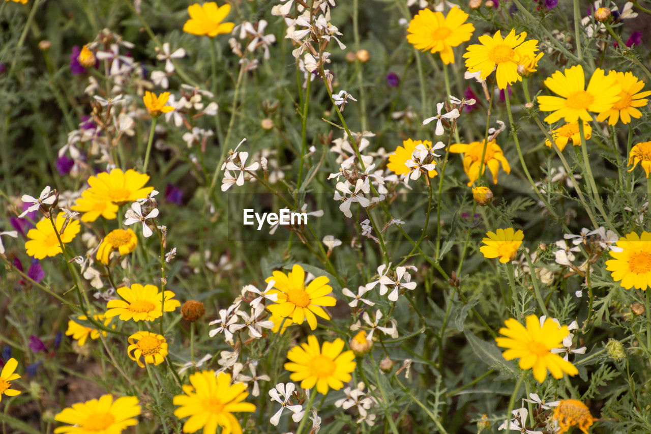 flowering plant, flower, plant, freshness, yellow, beauty in nature, fragility, growth, flower head, nature, petal, inflorescence, meadow, close-up, herb, no people, day, land, field, high angle view, multi colored, outdoors, botany, wildflower, green, prairie, daisy, abundance, springtime