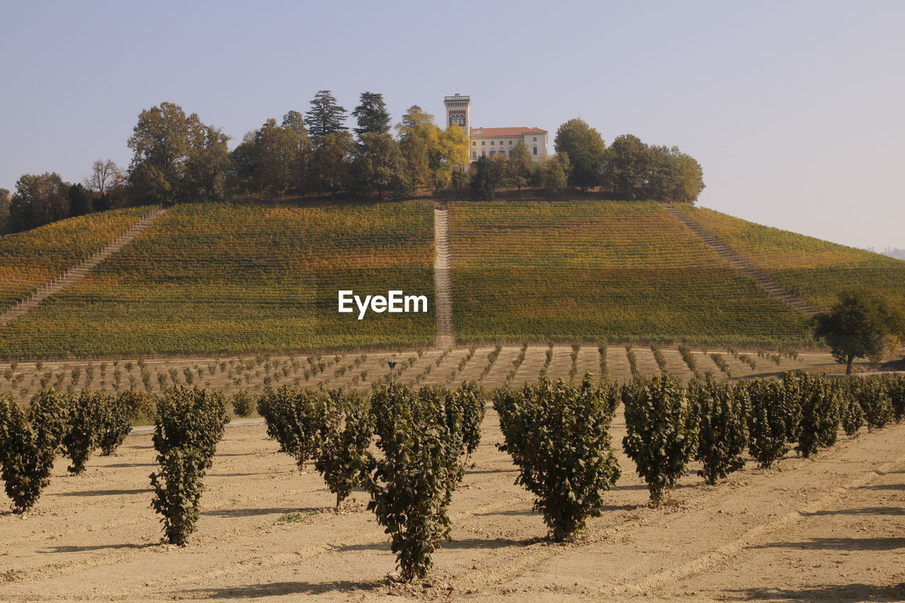 VINEYARD AGAINST SKY