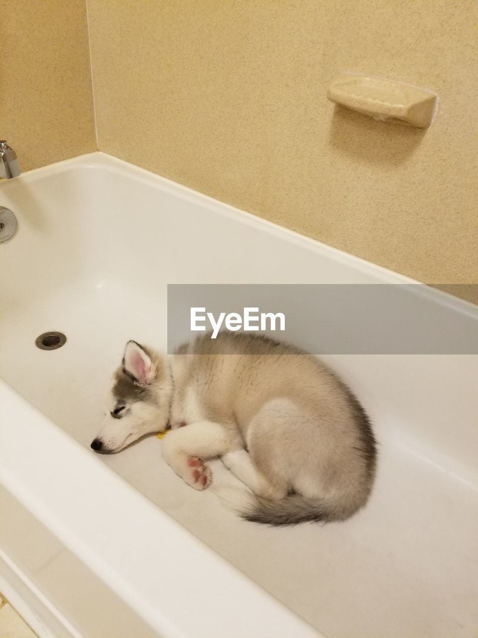 Nala laying in a bathtub with ice in it