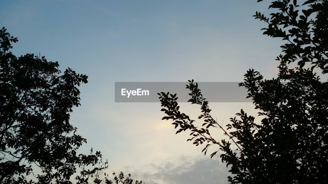 LOW ANGLE VIEW OF SILHOUETTE TREE AGAINST SKY