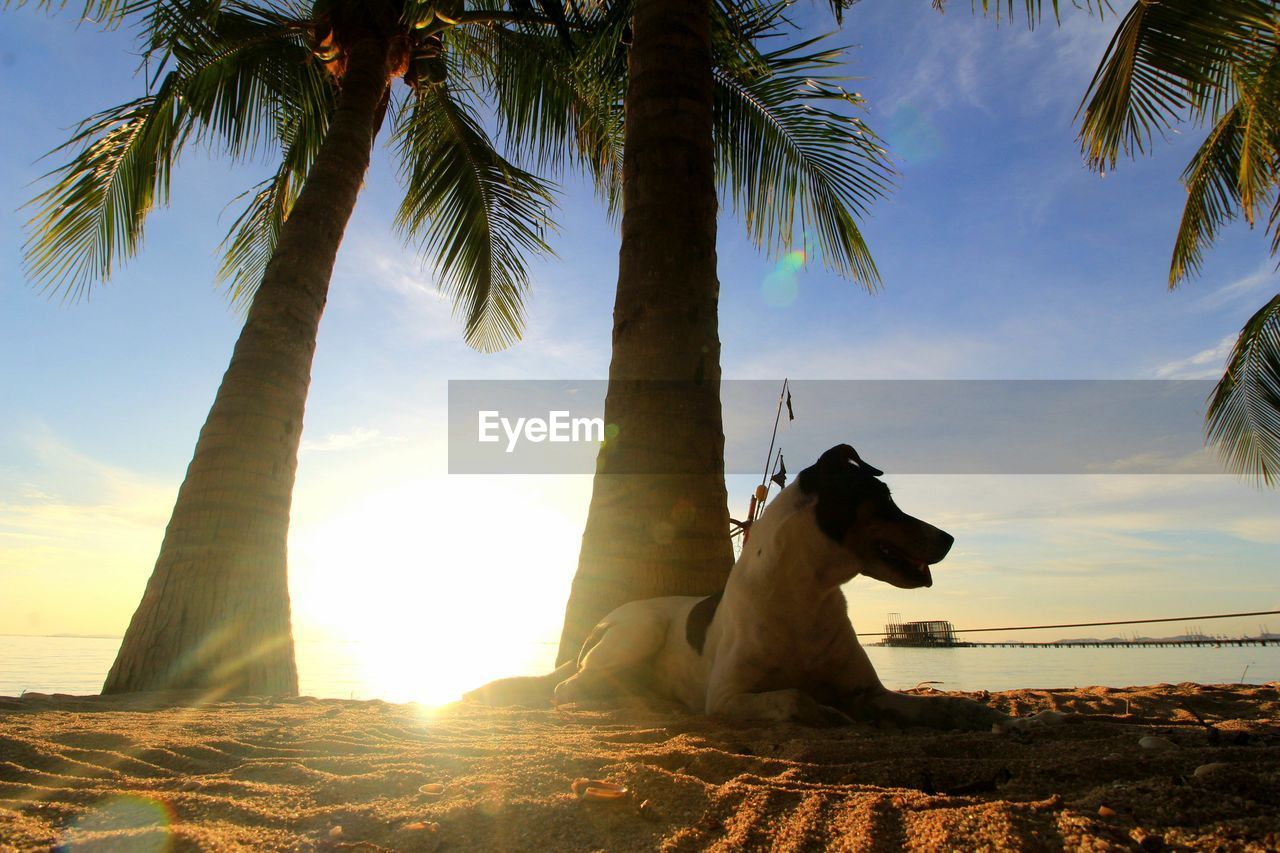 Dog on sand. shadow of coconut trees. beautiful clouds sky.