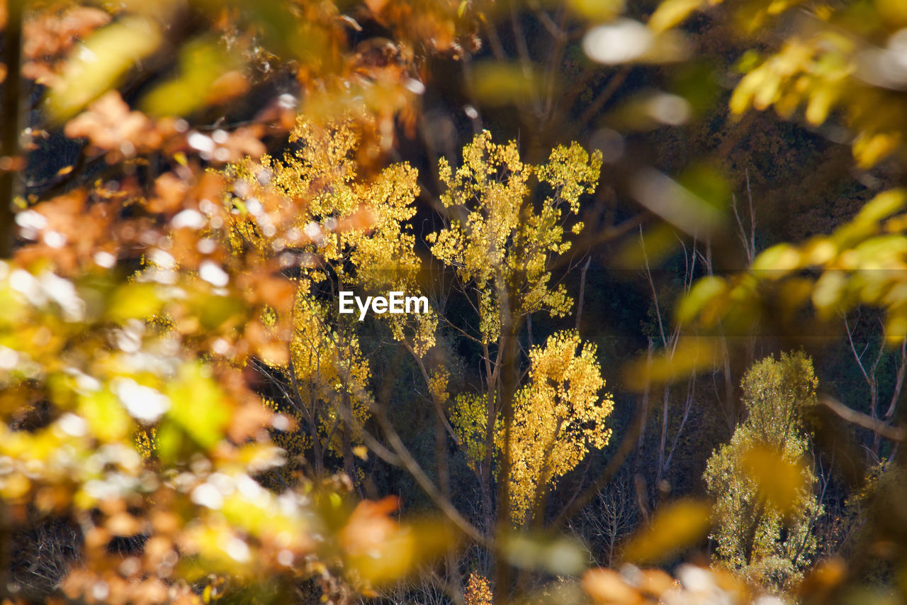 CLOSE-UP OF YELLOW FLOWERING PLANTS ON FIELD