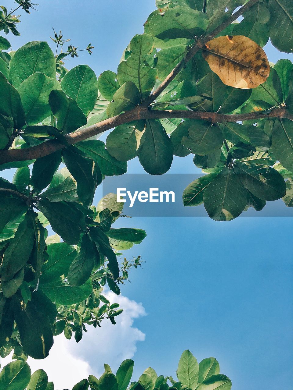 LOW ANGLE VIEW OF FRUIT TREE AGAINST SKY