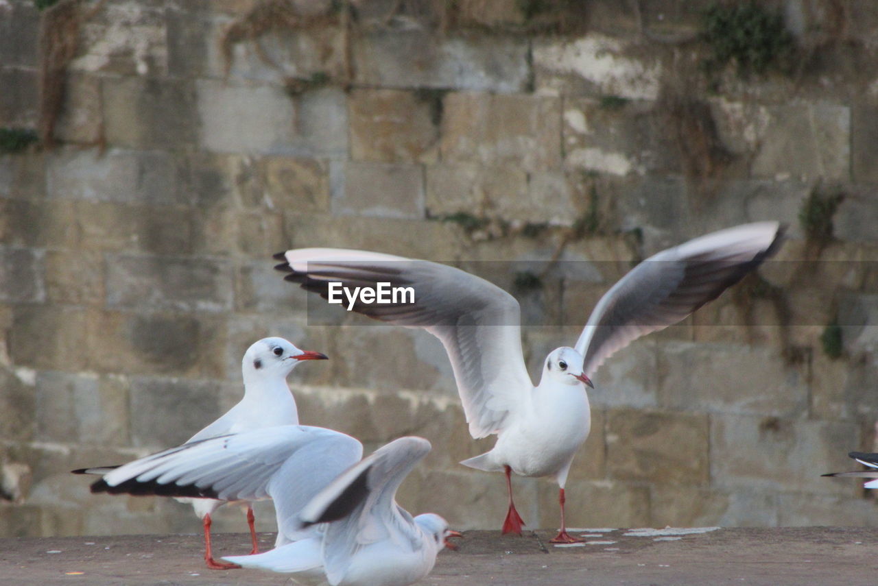 Birds flying on retaining wall