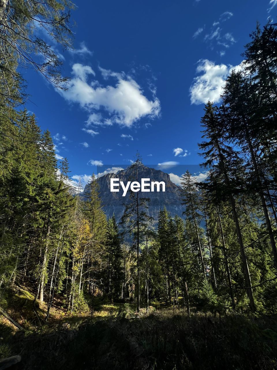 Panoramic view of trees and eiger mountain against sky