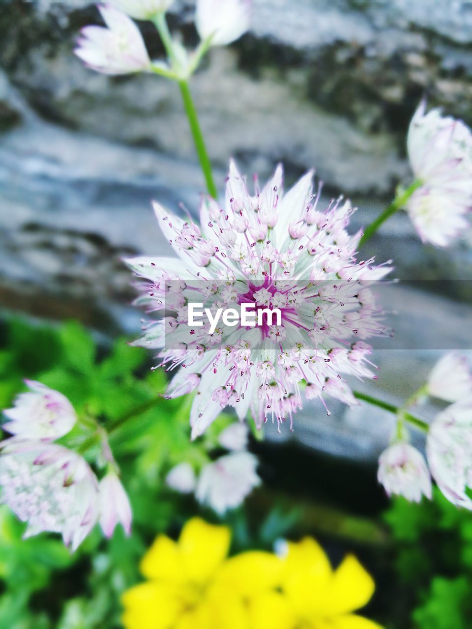 High angle view of pink flowers growing on field