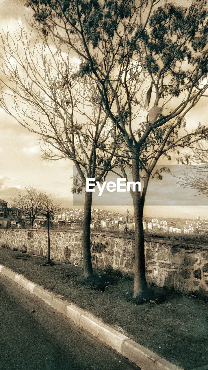 BARE TREES ON LANDSCAPE