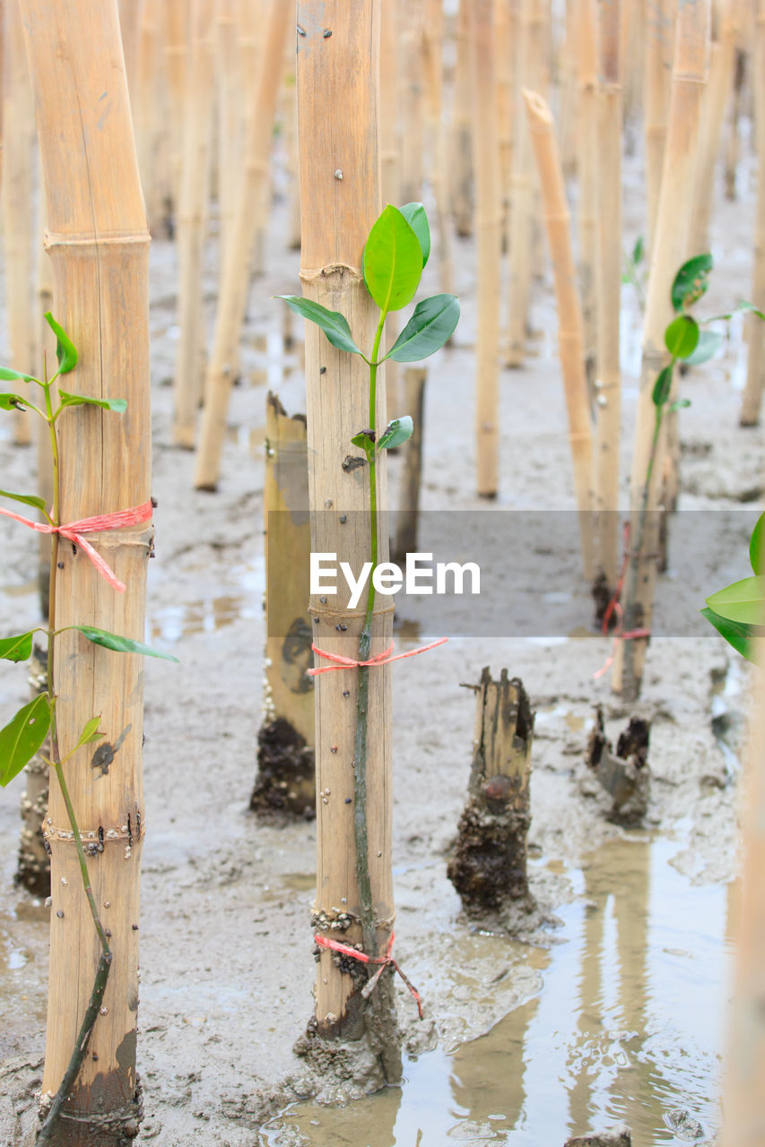 CLOSE-UP OF WET WOODEN POSTS ON PLANTS