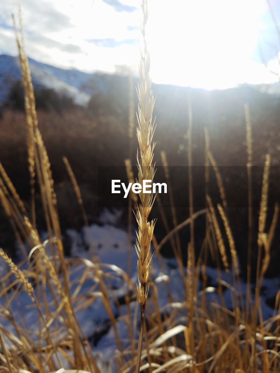 CLOSE-UP OF WHEAT PLANTS ON FIELD AGAINST SKY