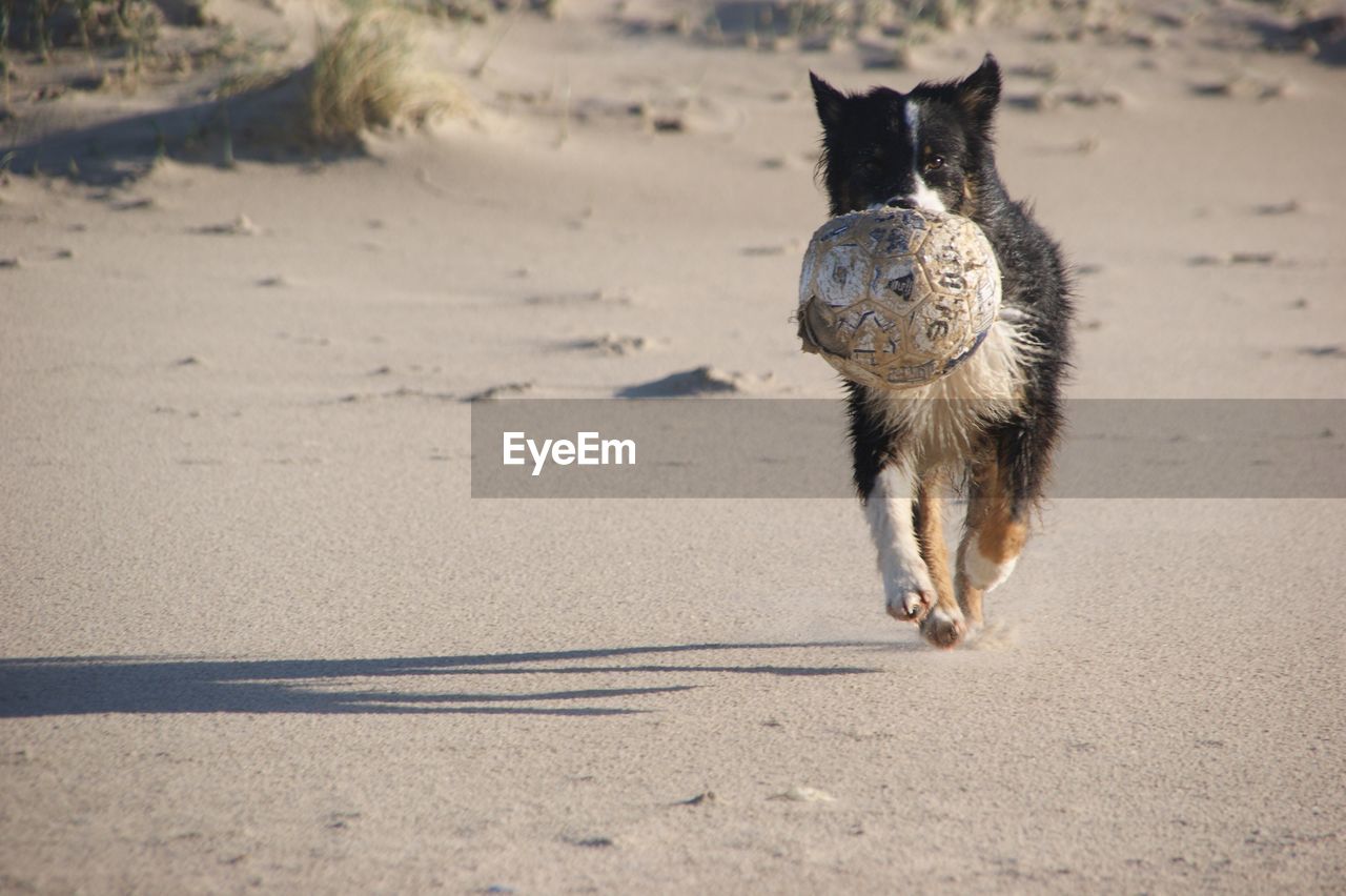 DOG ON SANDY BEACH