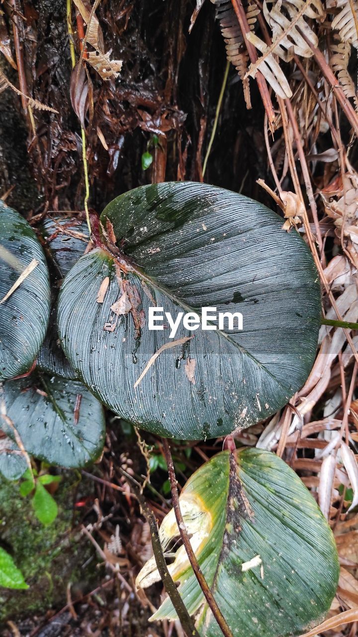 HIGH ANGLE VIEW OF MUSHROOM GROWING IN FOREST