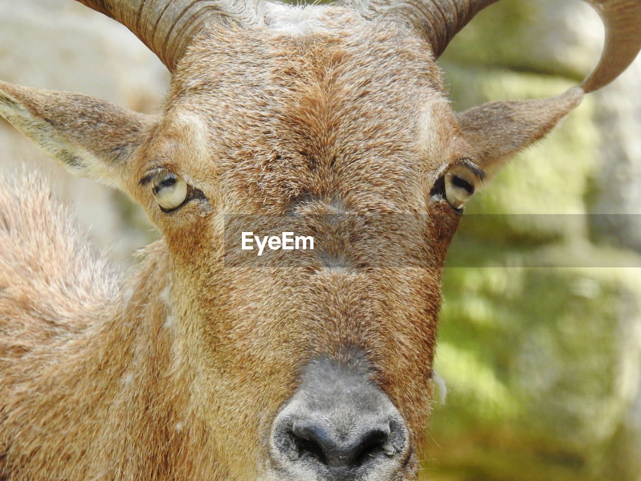 CLOSE-UP PORTRAIT OF HORSE