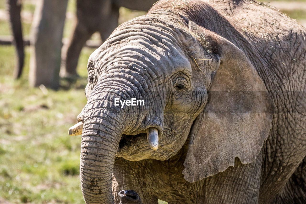 CLOSE-UP OF ELEPHANT WEARING ANIMAL