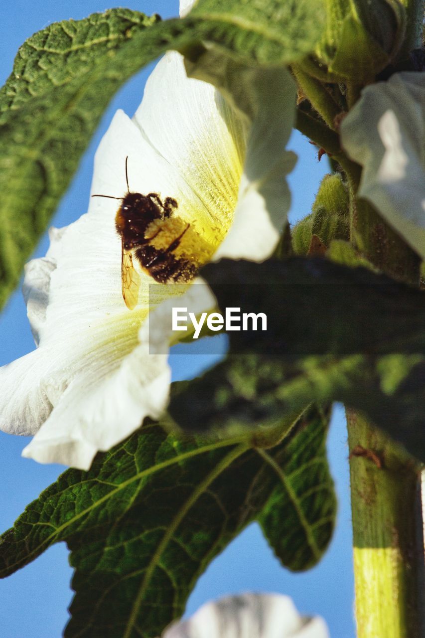 CLOSE-UP OF HONEY BEE POLLINATING ON FLOWER